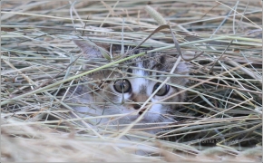 <p>Mia</p>